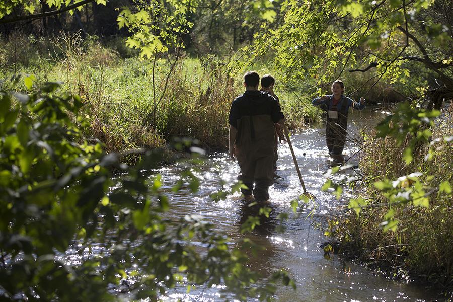 Students walk in a stream with tall grasses and trees on both sides of the water.